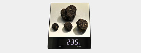Four black truffles measured on a digital scale for quality assessment in Terra Ross guide