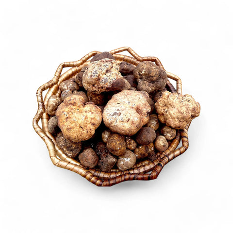 Spring White Truffle Tuber Borchii collection