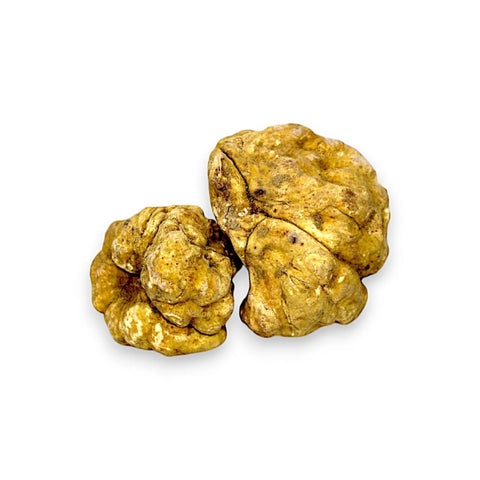 Golden truffle mushroom from the White Truffles Gourmet Collection, a luxurious delicacy